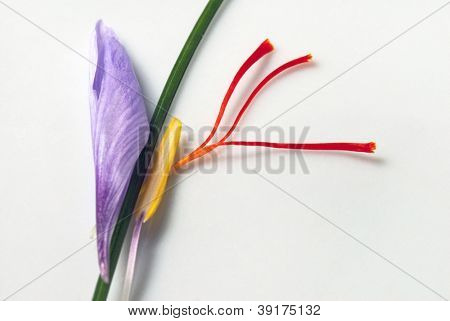 Parti del fiore Crocus zafferano