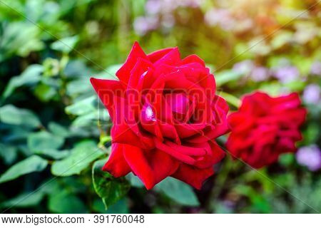 Red Rose Blooms In Summer In The City Park