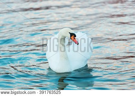 White Swan In Profile On The Dark Lake Water. Beautiful Reflections And Glare Of Sunlight On The Wat