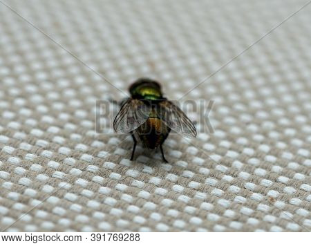 Close Up Of Common House Fly. Macrophotography