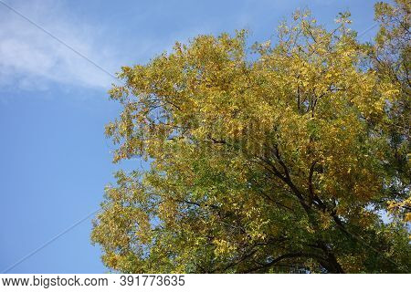 Autumnal Foliage Of Styphnolobium Japonicum Against Blue Sky In Mid October