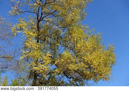 Blue Sky And Branches Of Styphnolobium Japonicum With Autumnal Foliage In Mid October