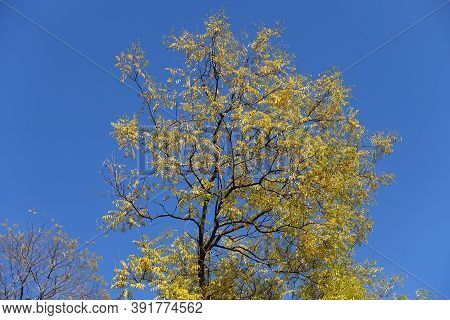 Clear Blue Sky And Branches Of Styphnolobium Japonicum With Autumnal Foliage In Mid October