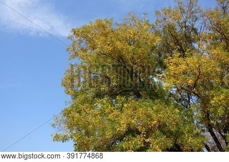 Colorful Foliage Of Styphnolobium Japonicum Against Blue Sky In Mid October