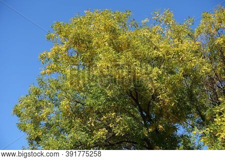 Crown Of Styphnolobium Japonicum With Autumnal Foliage Against Blue Sky In Mid October