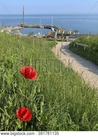 Ales Stenar, Sweden - June 4, 2019: Poppy Flowers Along The Path Leading To The Swedish Landmark Ale