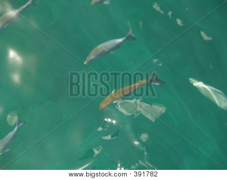 P1011519