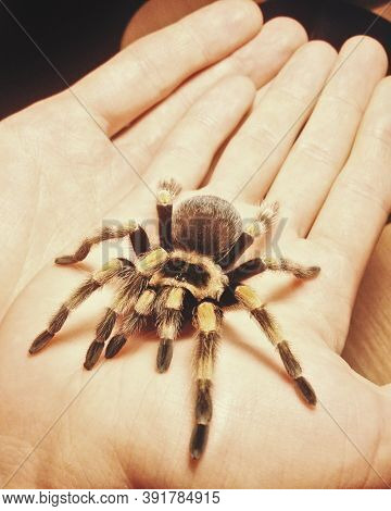 Big Spider Tarantula On Male Hand, Brachypelma Smithi