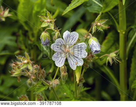 Cranesbill Geranium Flower And Buds In A Garden, Geranium Ibericum White Zigana