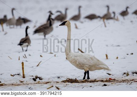 Trumpeter Swan (cygnus Buccinator) And Canada Geese (branta Canadensis) Feeding In A Snow Covered Co