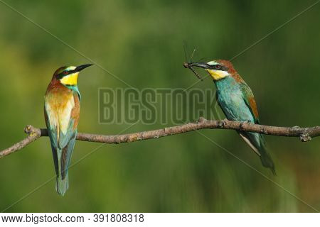 A Golden Bee Eater Sits On A Branch On A Green Background
