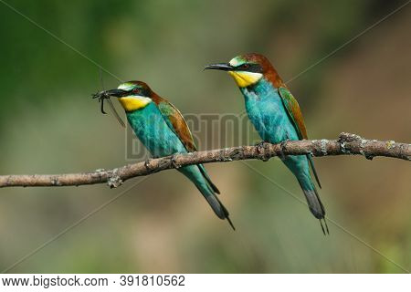 Two Golden Bee Eater Sitting On A Branch On A Green Background