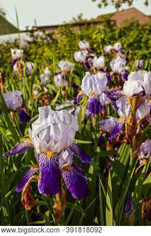 Flowerbed With Purple Irises Blooming Under The Bright Sun. Voronezh Region. Russia