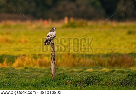 Falcon Bird Of Prey Sits In A Meadow On A Pole In The Sun