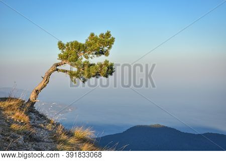 Lonely Pine Tree Rock, Tree Mountain, Pine On The Cliff