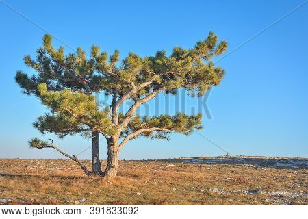 Lonely Pine Tree Rock, Tree Mountain, Pine On The Cliff