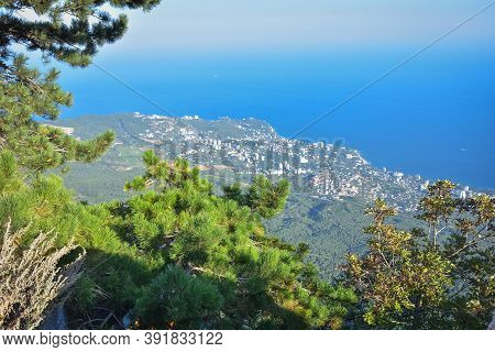 Pine On Cliff With Overlooking The Panorama Of The City, Beach And Black Sea On Background Down. Ai-