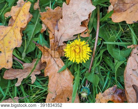 A Lonely Belated Yellow Dandelion Blooms In The Fall In The Grass Among The Fallen Leaves Of The Tre