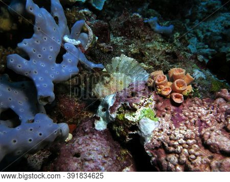 Leaf Scorpionfish Camouflaged Amongst Rocks Pescador Island Philippines