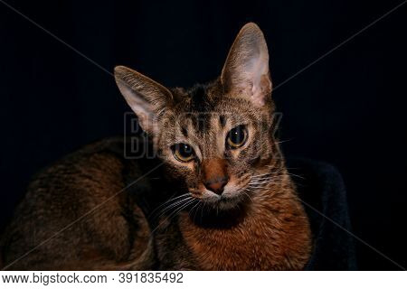 Portrait Of An Abyssinian Cat At Home On A Blue Background