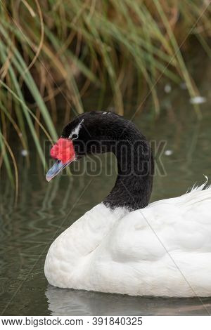 Black Necked Swan (cygnus Melancoryphus)
