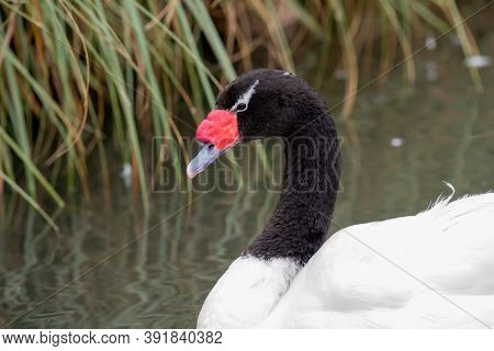 Black Necked Swan (cygnus Melancoryphus)