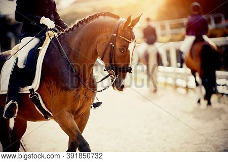 Equestrian Sport. Portrait Sports Red Stallion With A White Groove On His Forehead In The Double Bri