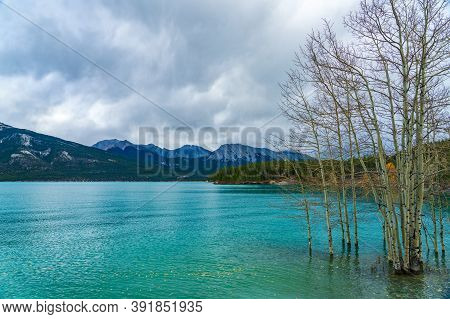 Dried Birch Branches And Fallen Golden Foliage On The Emerald Green Water Surface. Scenery View At A