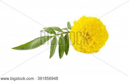 Marigold Flower An Isolated On White Background