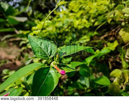 Mirabilis Jalapa, The Marvel Of Peru, Is The Most Commonly Grown Ornamental Species Of Mirabilis Pla