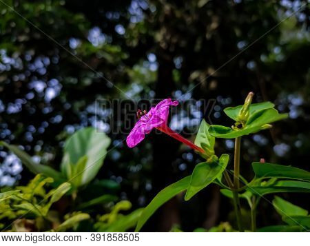 Mirabilis Jalapa, The Marvel Of Peru, Is The Most Commonly Grown Ornamental Species Of Mirabilis Pla