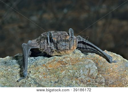 Pipistrello su pietra