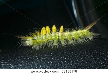 Caterpillar dai capelli