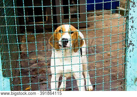 Russian Pega Hound Dog Is In The Aviary