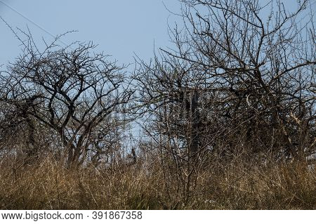 Dry Thorn Trees In The Dense South African Bush
