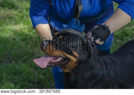 Middle-aged Woman Holds Rottweiler Dog By  Collar. Woman In Blue Tracksuit Prepares For Dog Show. Sp