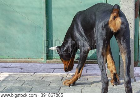 Dobermann Puppy With Truncated Tail Looks Under  Green Fence With Interest. View From Behind On Keen