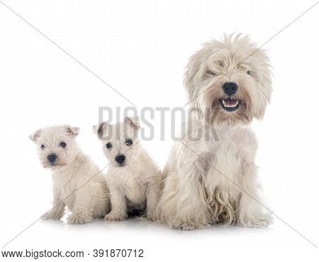 Family West Highland White Terrier In Front Of White Background