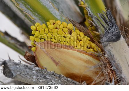 Dwarf Fan Palm Flower Buds - Latin Name - Chamaerops Humilis