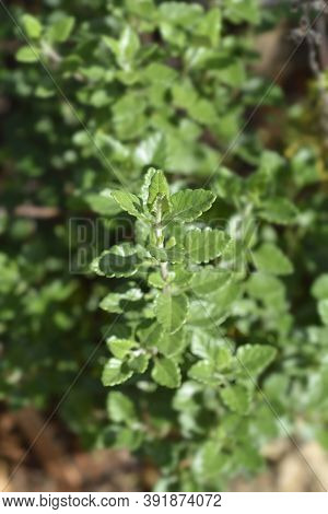 Yellow Germander Leaves - Latin Name - Teucrium Flavum