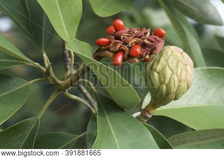 Sweetbay Magnolia (magnolia Virginiana). Called Sweetbay, Laurel Magnolia, Swampbay, Swamp Magnolia,