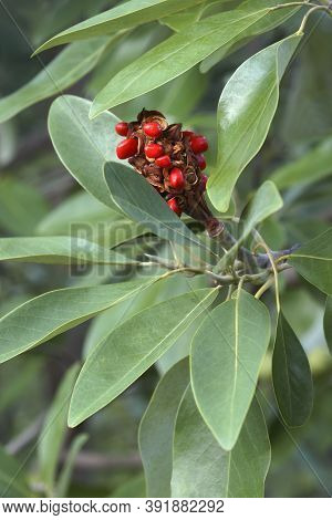 Sweetbay Magnolia (magnolia Virginiana). Called Sweetbay, Laurel Magnolia, Swampbay, Swamp Magnolia,