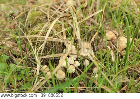 Fresh Forest Mushrooms In Green Grass, Close Up