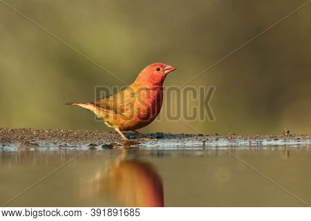 The Red-billed Firefinch Or Senegal Firefinch (lagonosticta Senegala) At The Waterhole With Green Ba