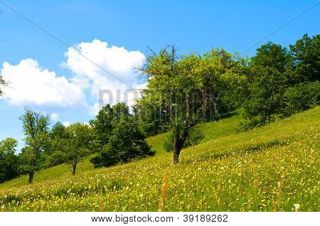 美しい山の風景の木々 や緑の芝生