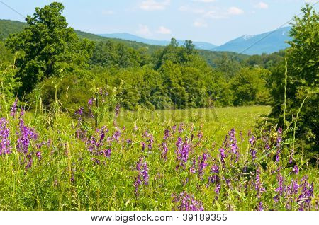 美しい山の風景の木々 や緑の芝生