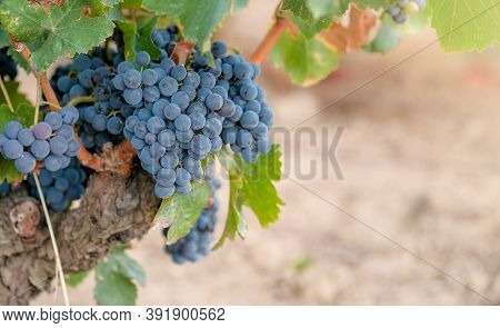 Close Up Of Bunches Of Ripe Blue Wine Grapes On Old Vine Trunk Background. Beautiful Bouquet Of Ripe