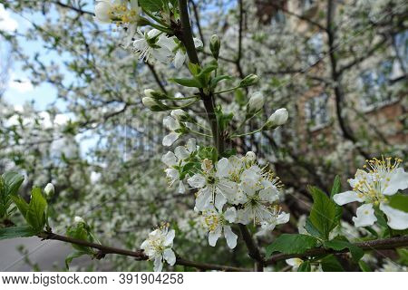 Pendent White Flowers Of Sour Cherry Tree In April