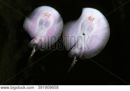 Moroto Ray Potamotrygon Motoro Against Black Background
