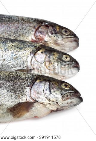 Fresh Rainbow Trout Salmo Gairdneri Against White Background